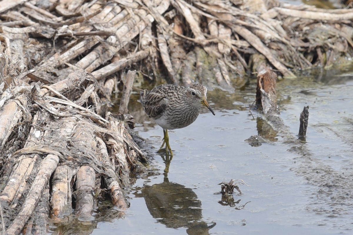 Graubrust-Strandläufer - ML631608909