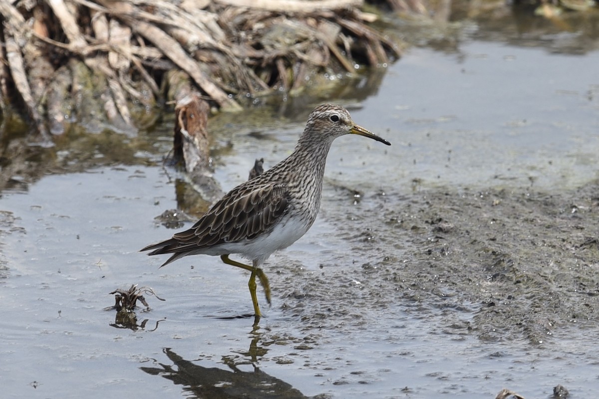 Graubrust-Strandläufer - ML631608911