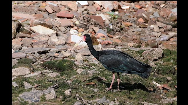 Bare-faced Ibis - ML631609345
