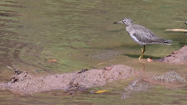 Solitary Sandpiper - ML631609355