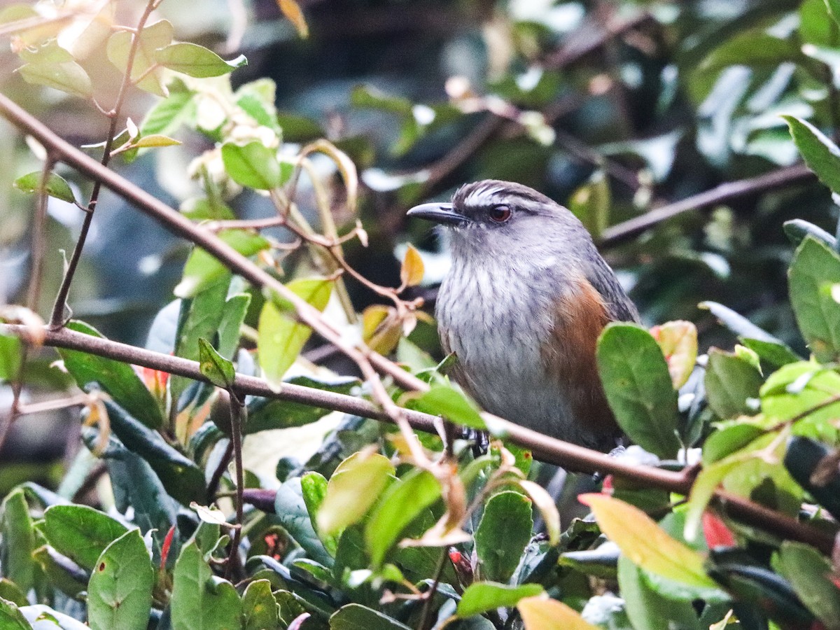 Ashambu Laughingthrush - ML631609424