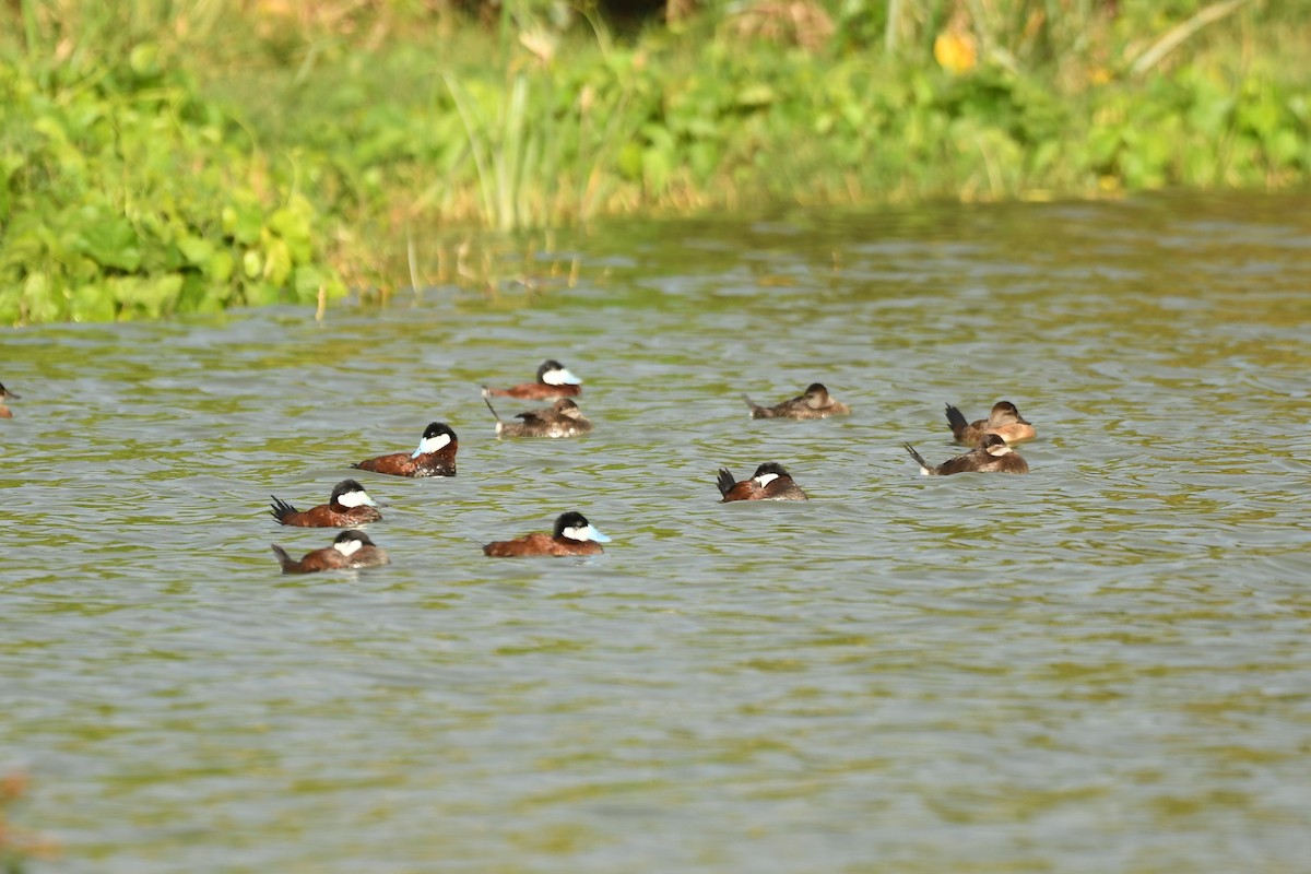 Ruddy Duck - ML631609561