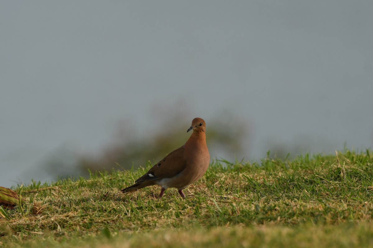 Zenaida Dove - ML631609571