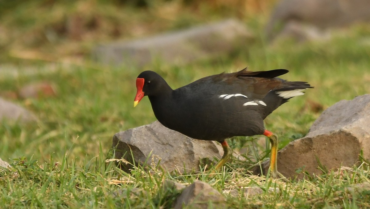 Common Gallinule - ML631609572