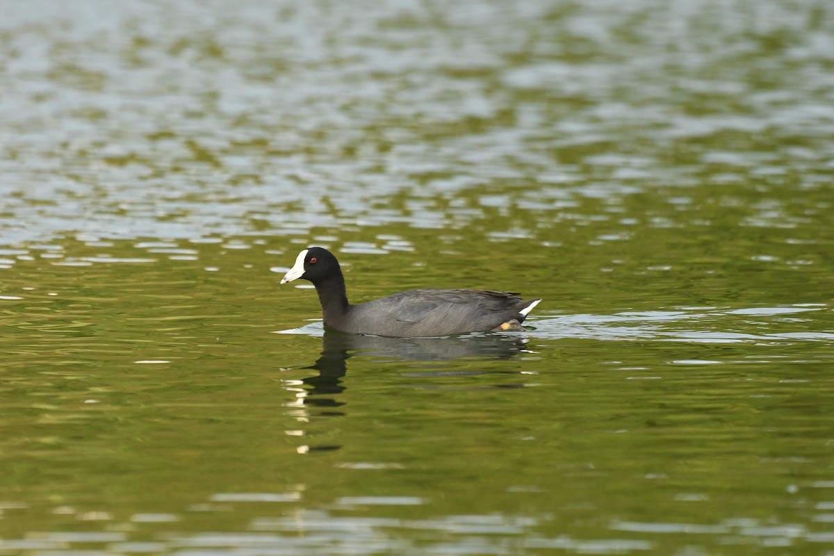 American Coot - ML631609577
