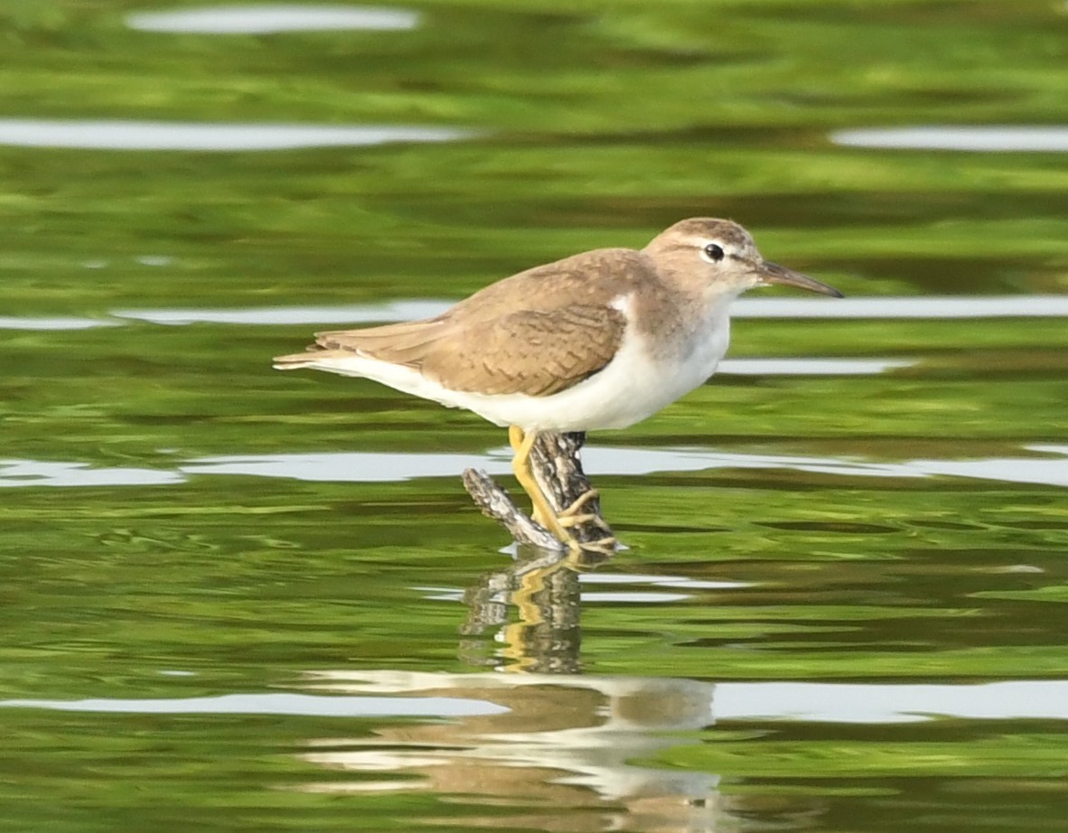 Spotted Sandpiper - ML631609581