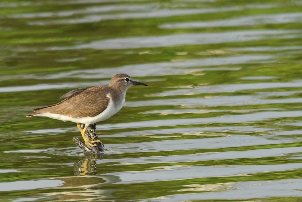 Spotted Sandpiper - ML631609584