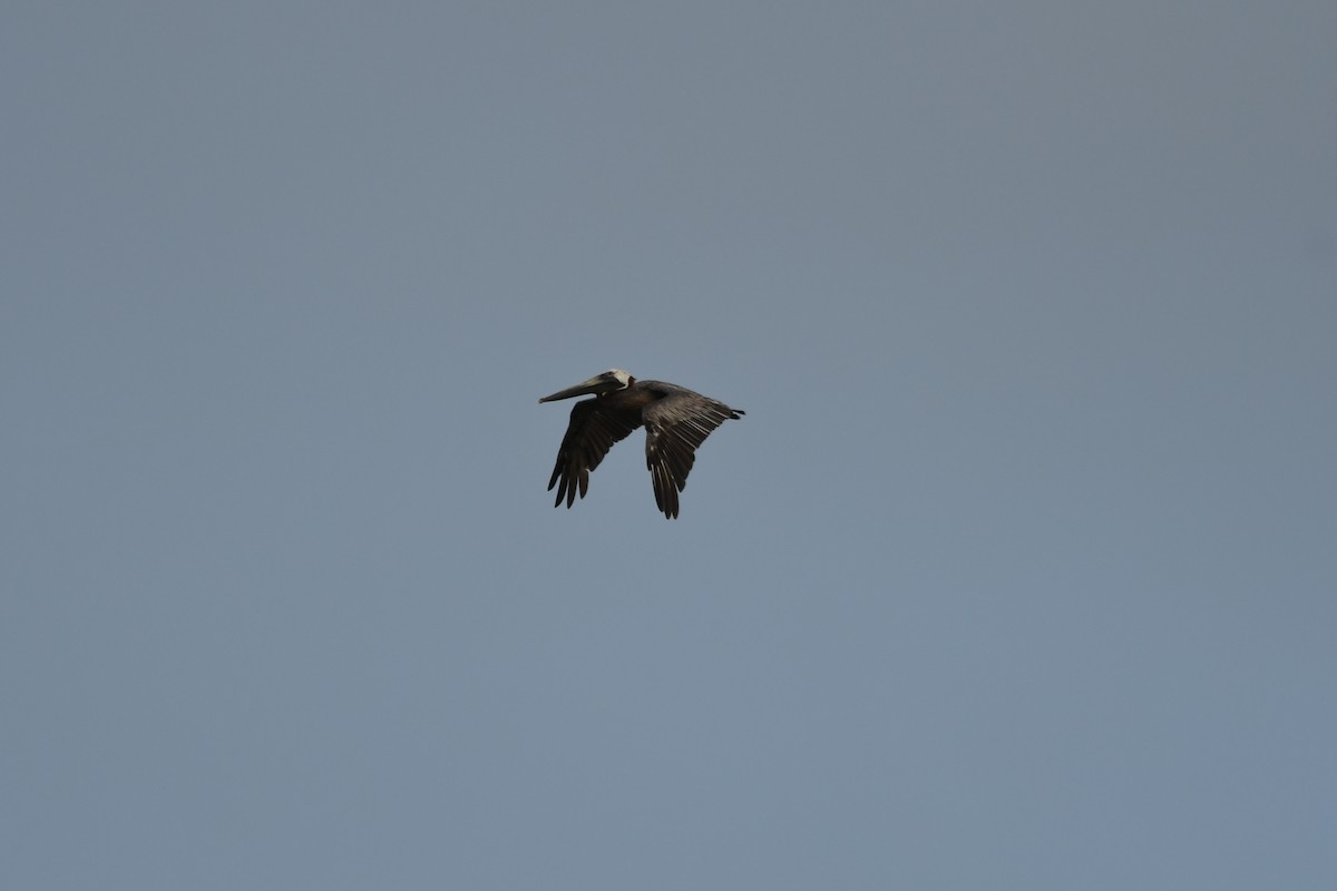 Brown Pelican - ML631609587