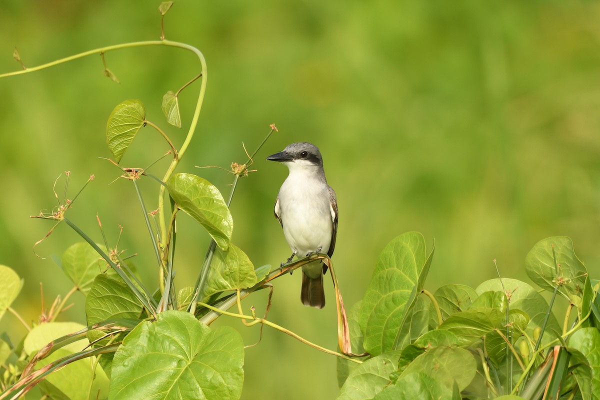 Gray Kingbird - ML631609594