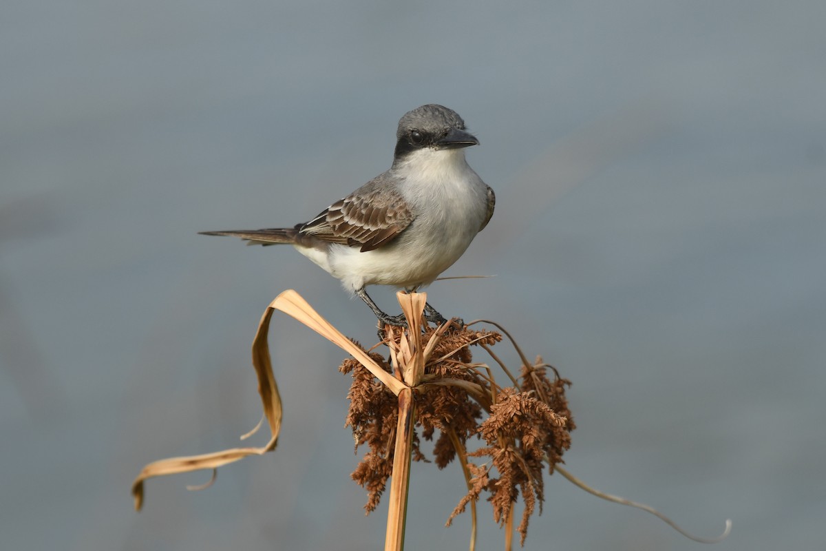 Gray Kingbird - ML631609598