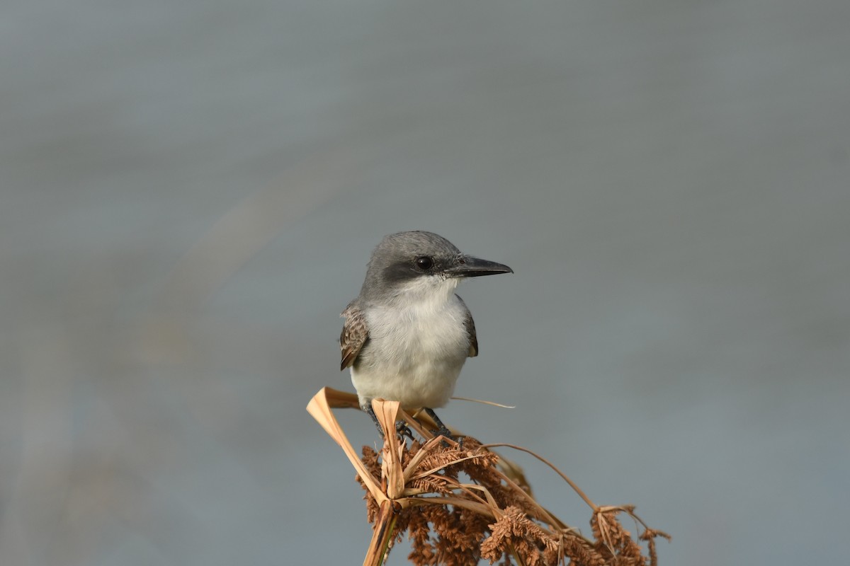 Gray Kingbird - ML631609601