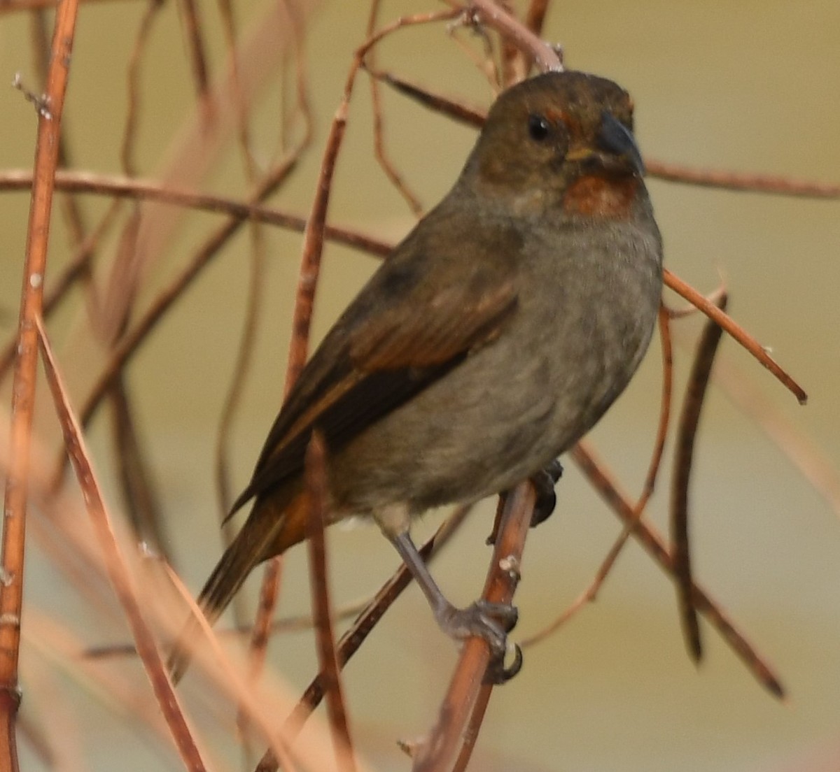 Black-faced Grassquit - ML631609602