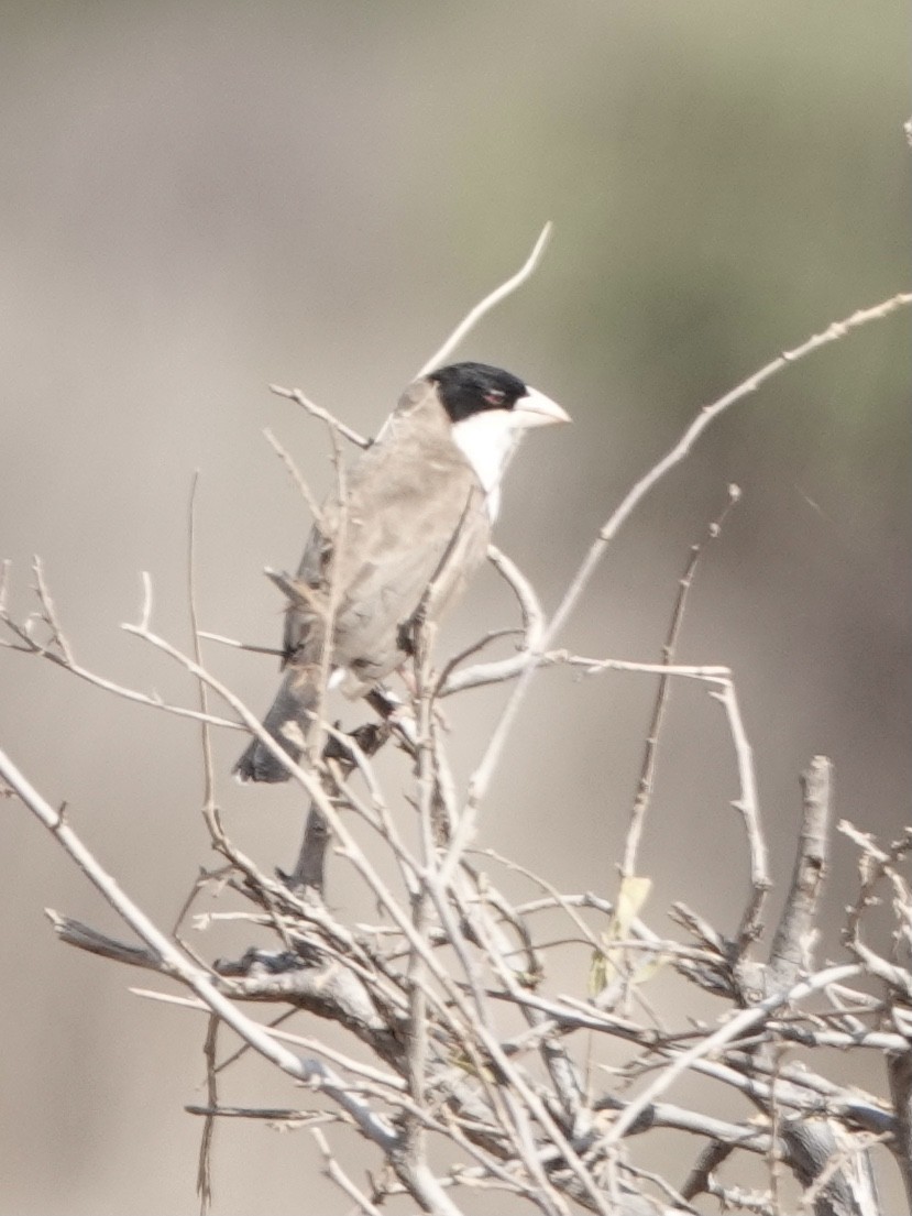 Black-capped Social-Weaver - ML631609614