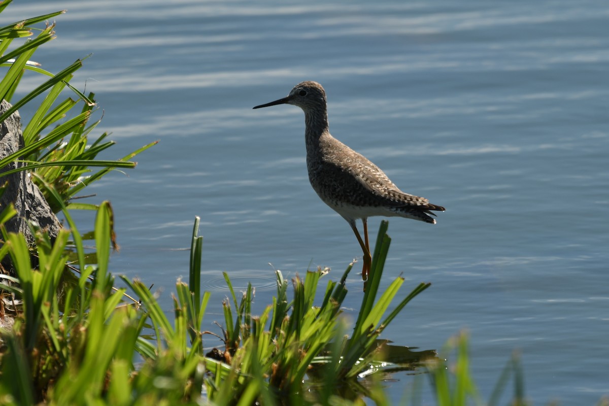 Lesser Yellowlegs - ML631609760