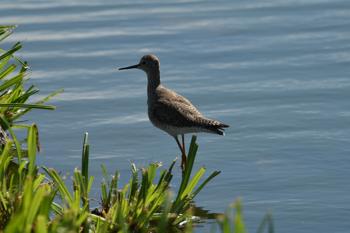 Lesser Yellowlegs - ML631609761