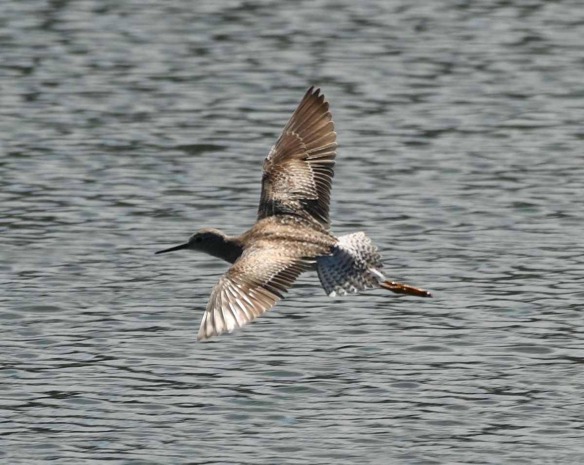 Lesser Yellowlegs - ML631609764