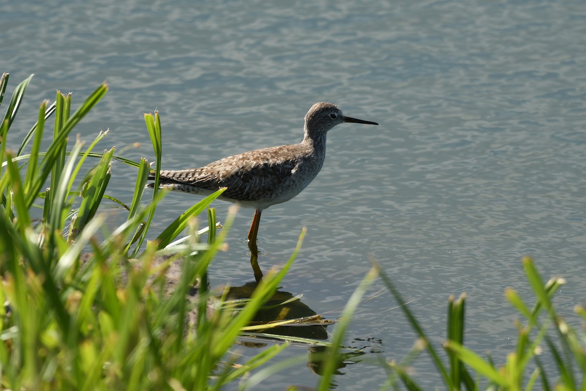 Lesser Yellowlegs - ML631609774