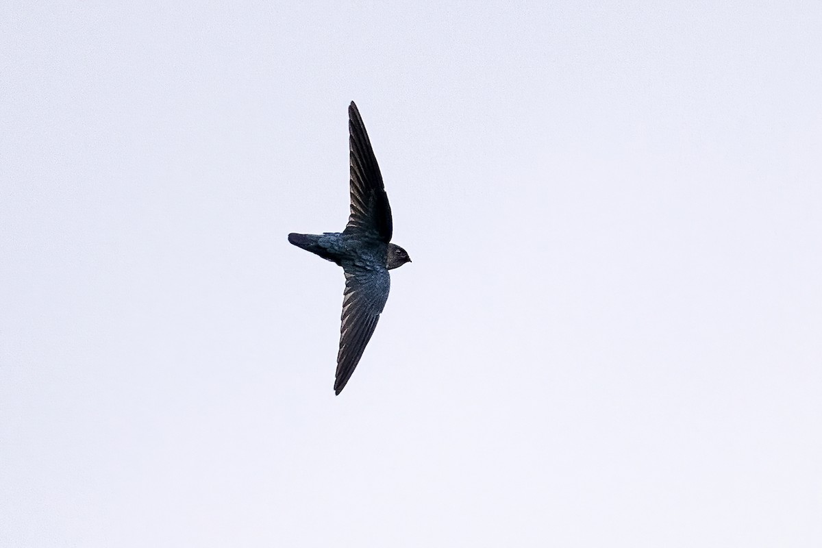 Glossy Swiftlet - ML631609777