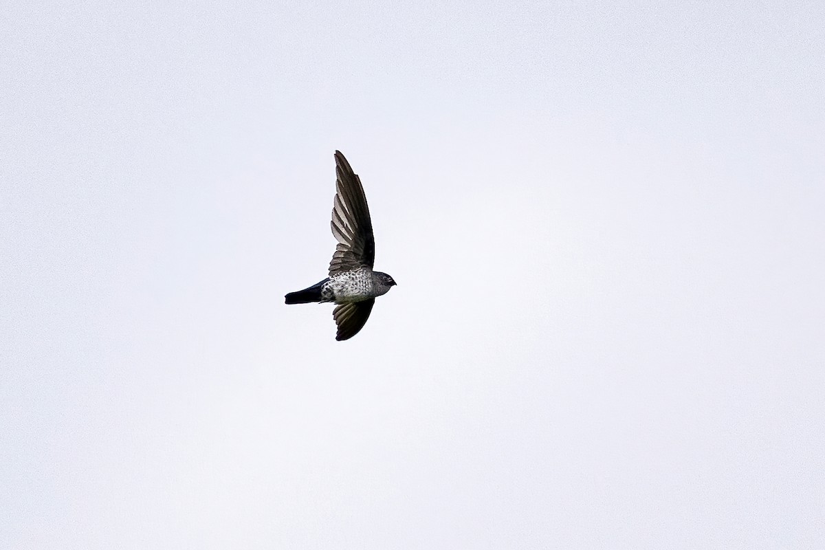 Glossy Swiftlet - ML631609778