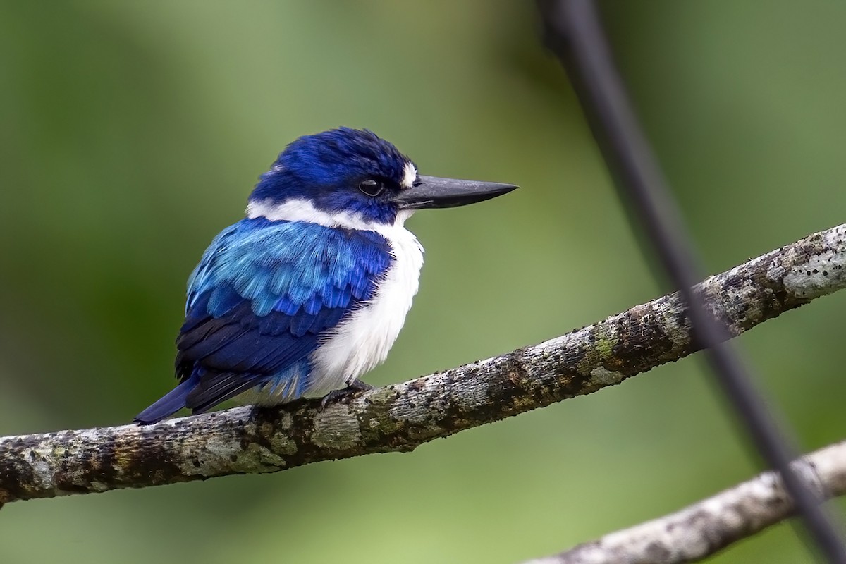 Blue-and-white Kingfisher - ML631609791