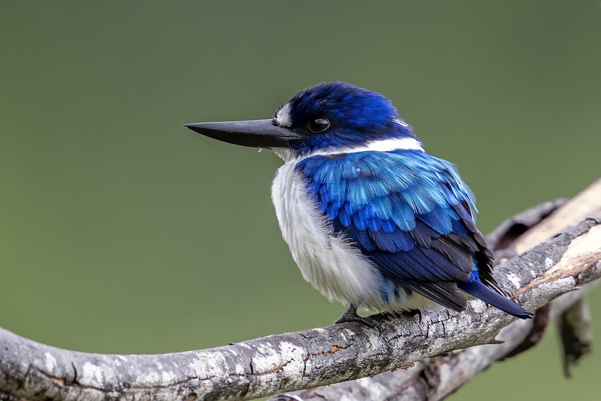 Blue-and-white Kingfisher - ML631609792