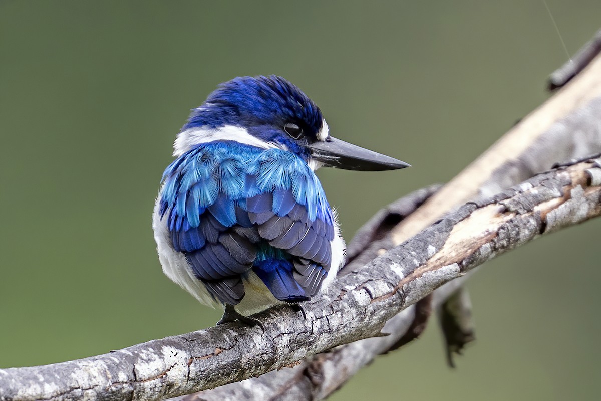 Blue-and-white Kingfisher - ML631609793