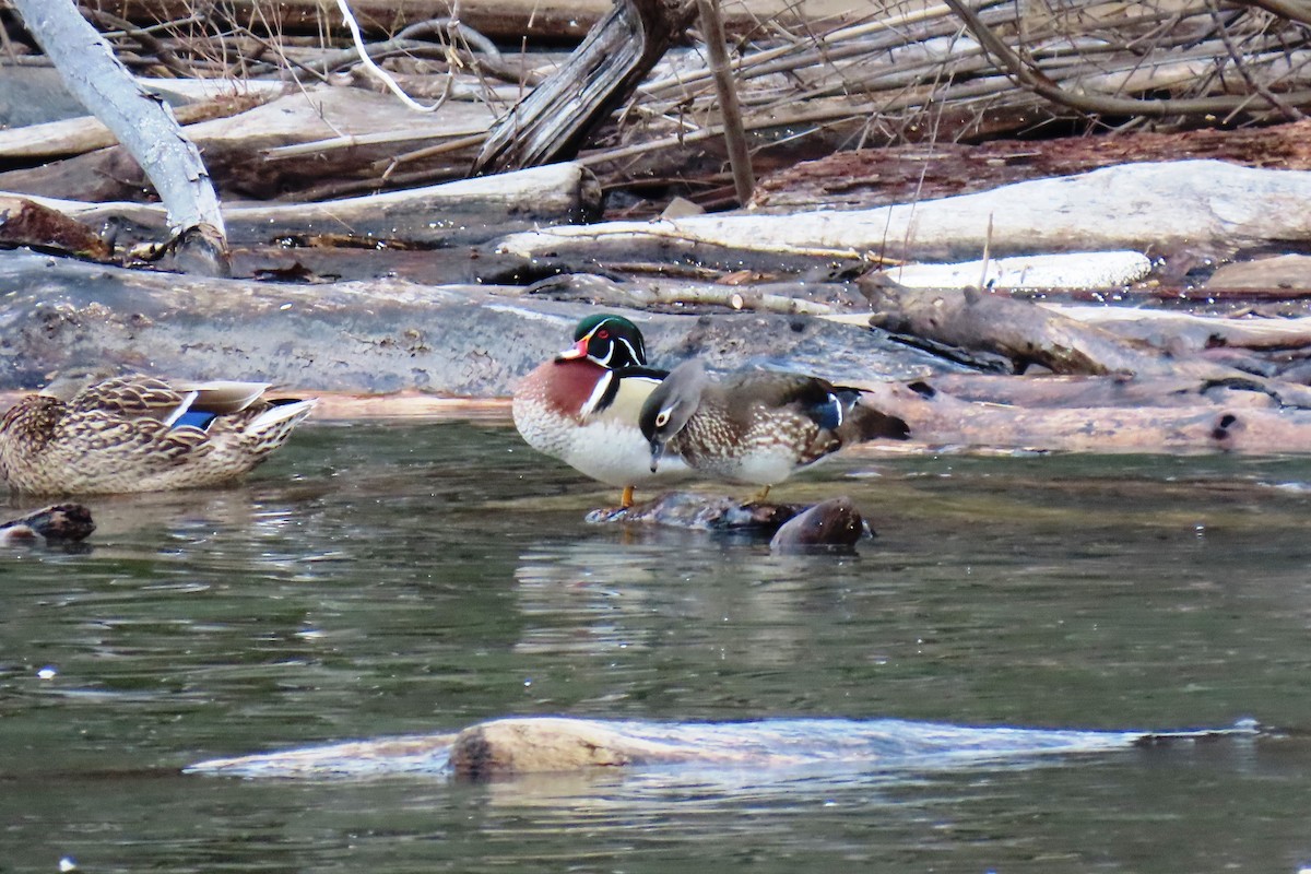 Wood Duck - ML631609957