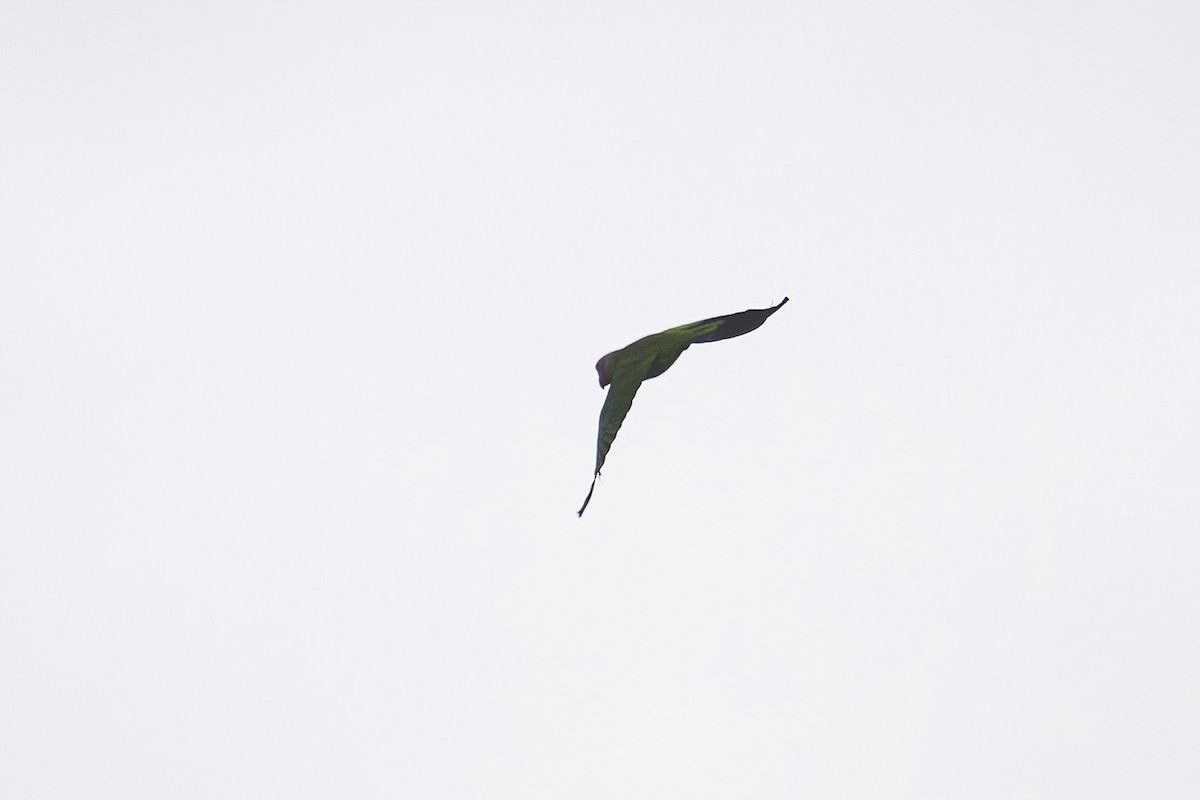Red-cheeked Parrot - ML631609963