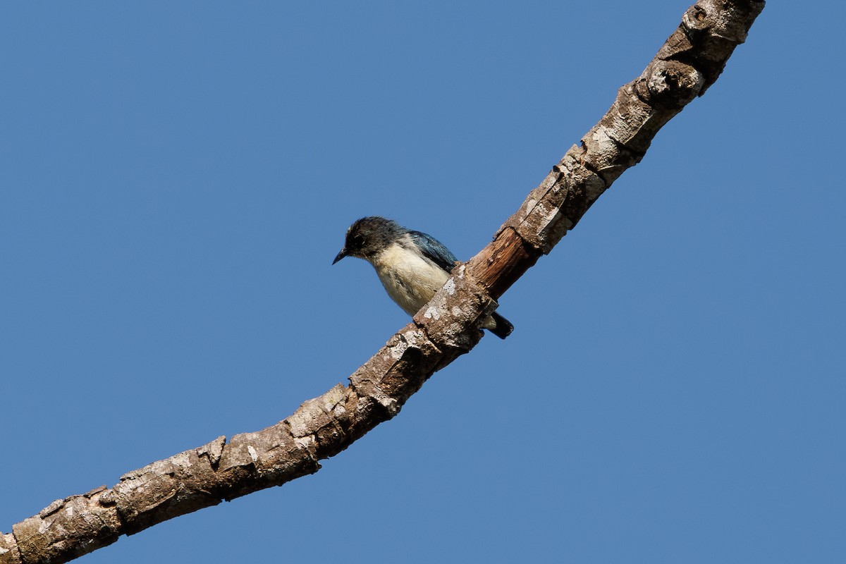 Cambodian Flowerpecker - ML631610050