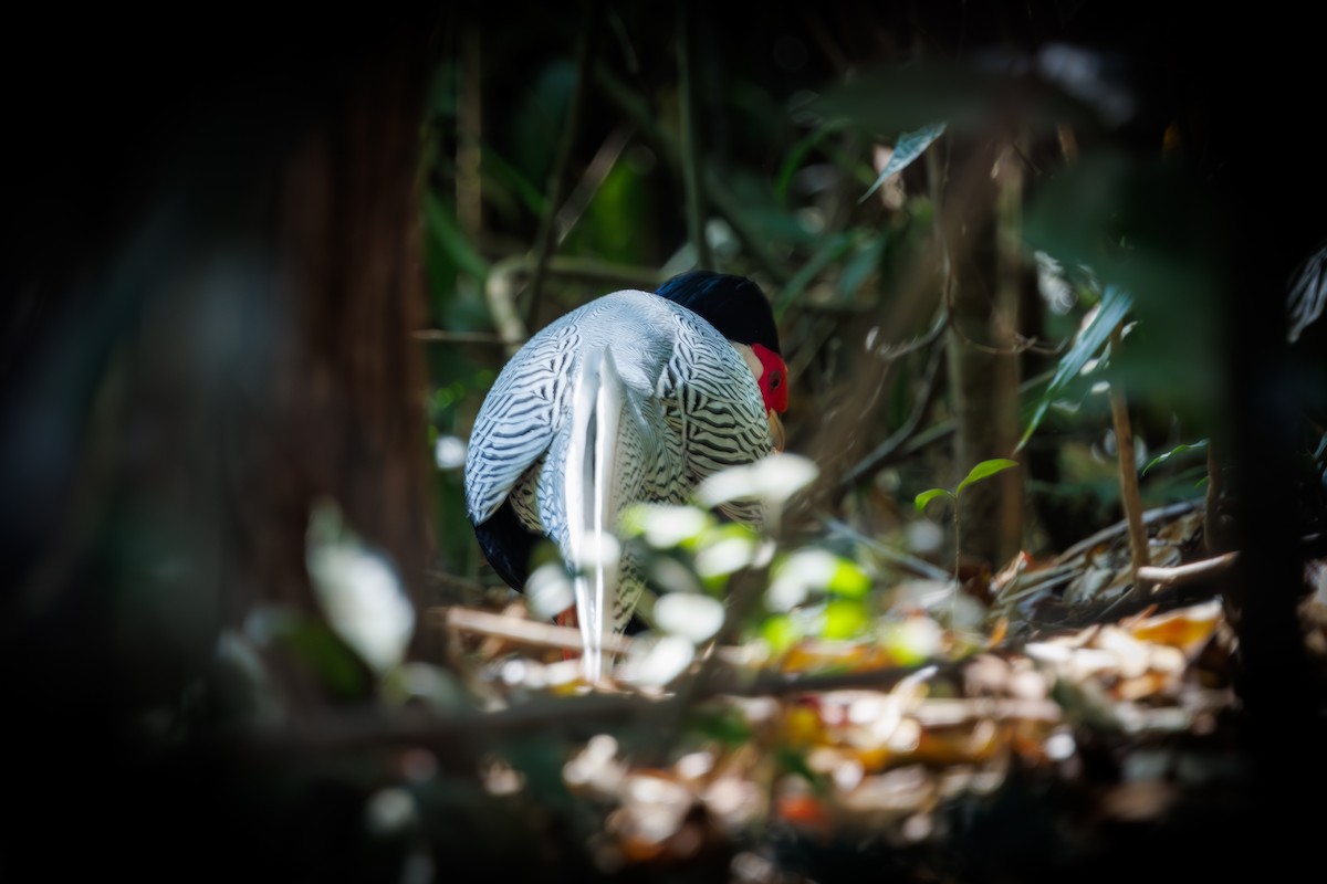 Silver Pheasant - ML631610056