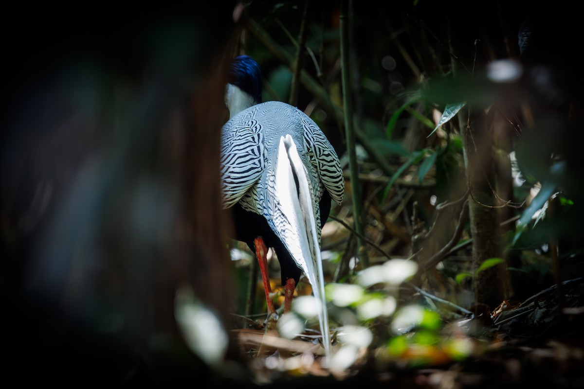 Silver Pheasant - ML631610057