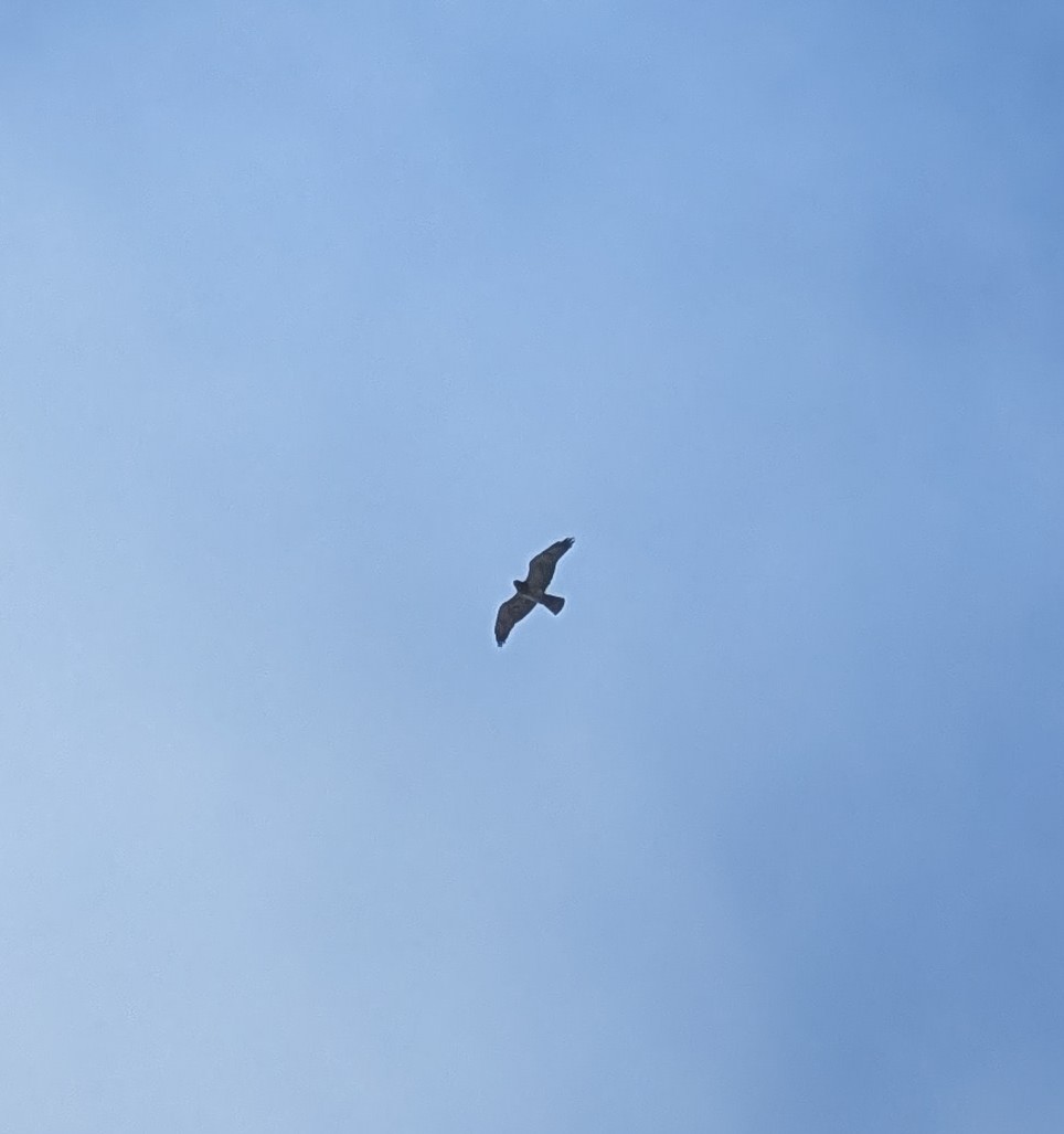 Swainson's Hawk - ML631610131