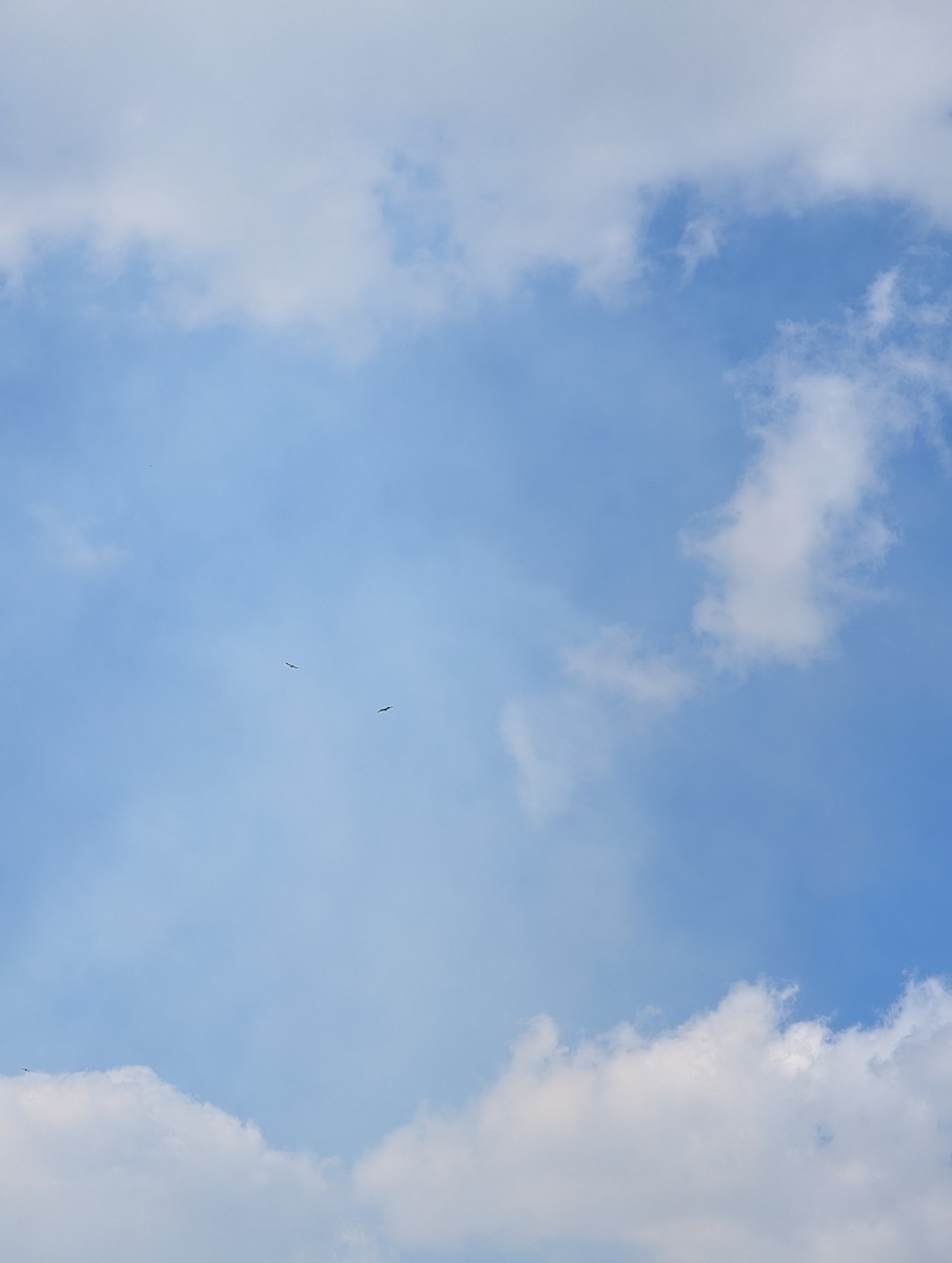 Swainson's Hawk - ML631610138