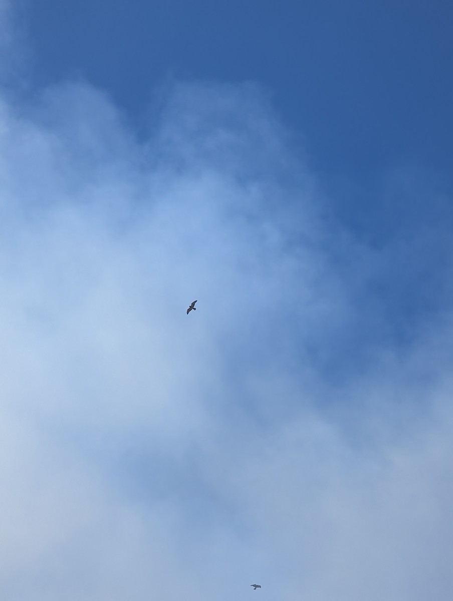 Swainson's Hawk - ML631610143