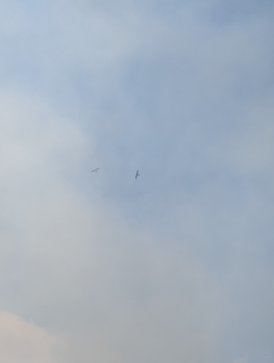 Swainson's Hawk - ML631610149