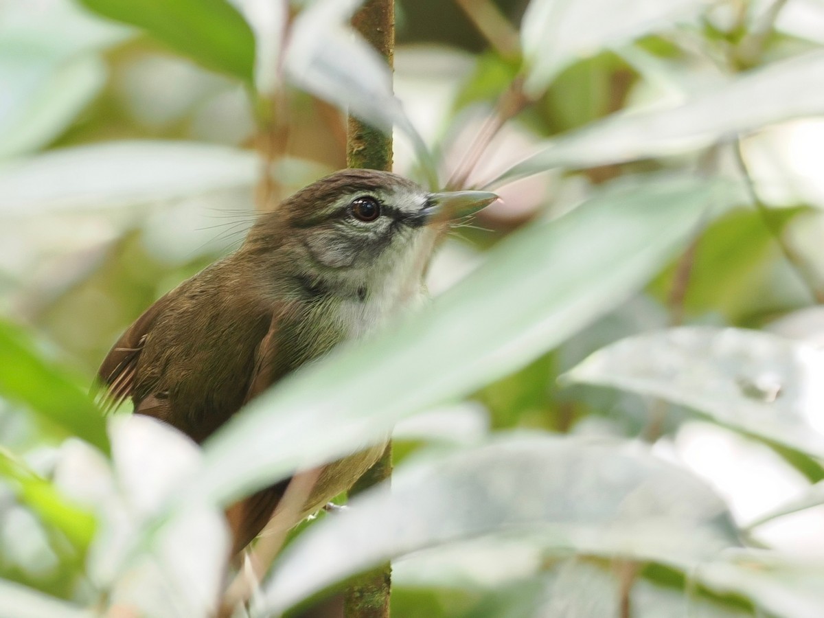 Hook-billed Bulbul - Mark Sutton