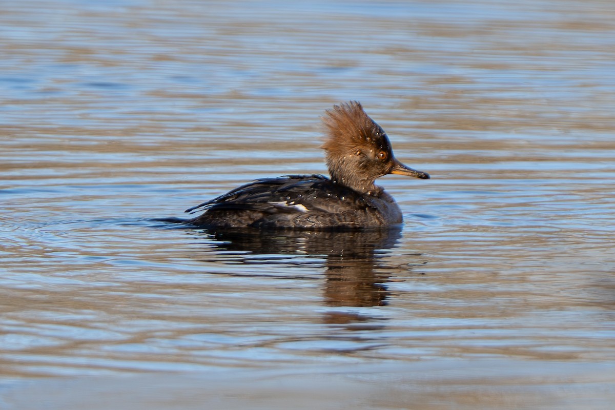 Hooded Merganser - ML631610458