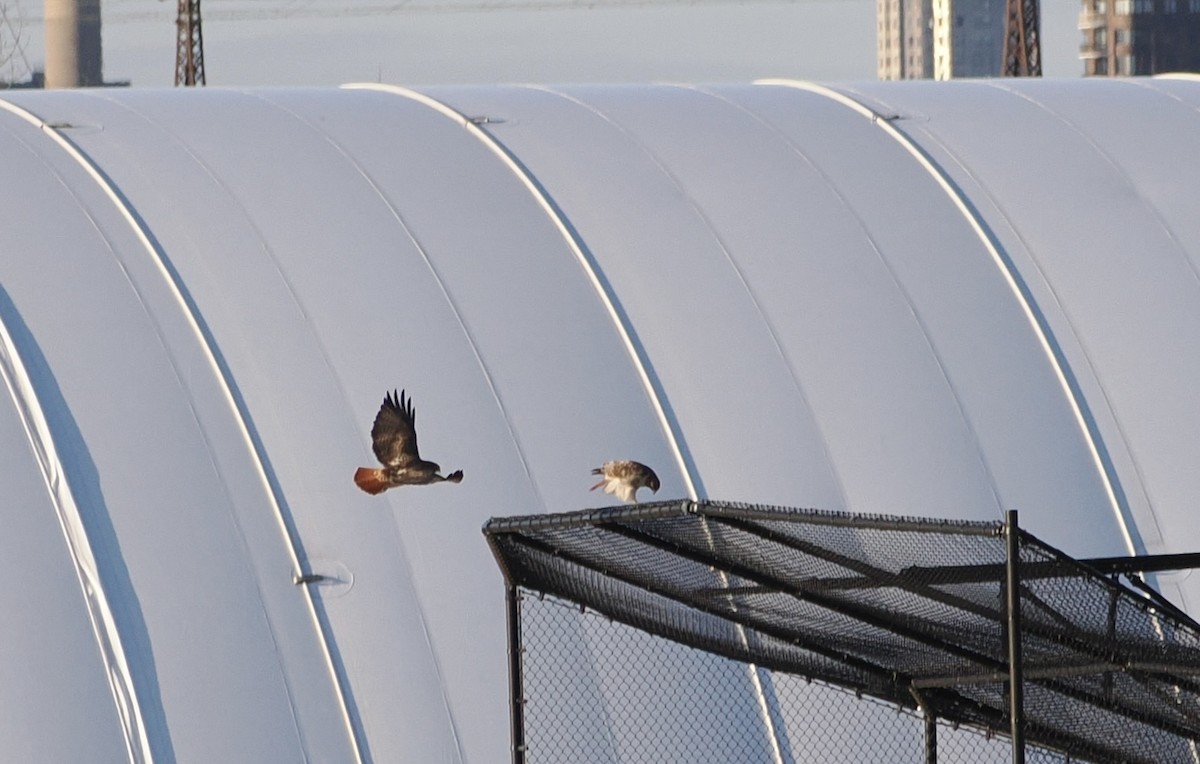 Red-tailed Hawk - ML631610660