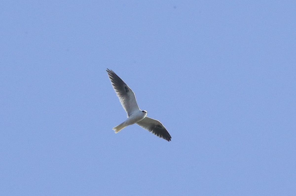 White-tailed Kite - ML631610755