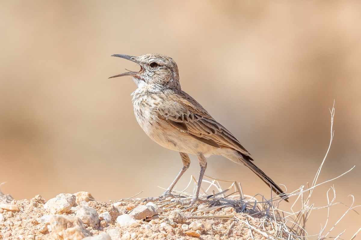 Karoo Long-billed Lark (Karoo) - ML631610811