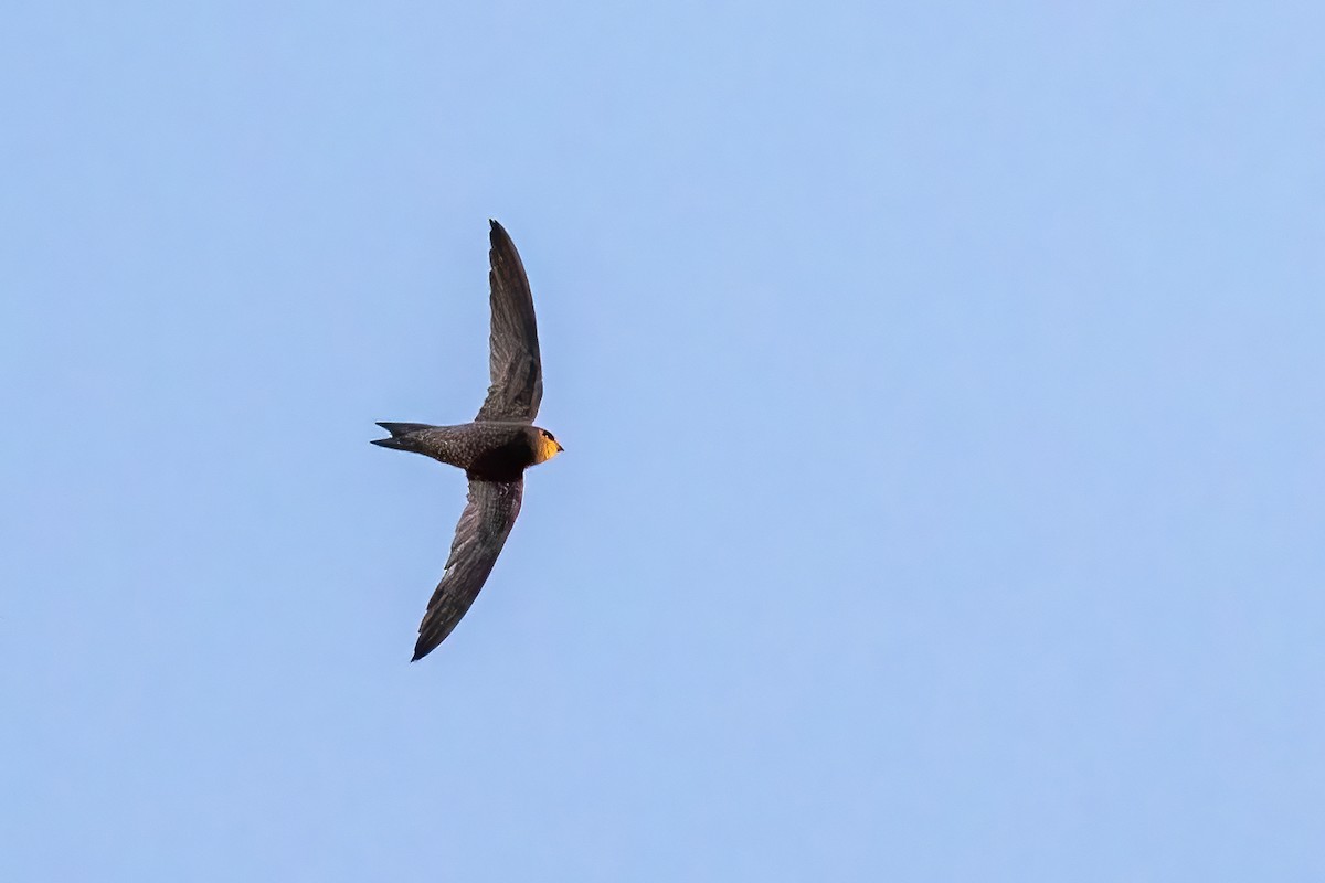 Bradfield's Swift - ML631610853