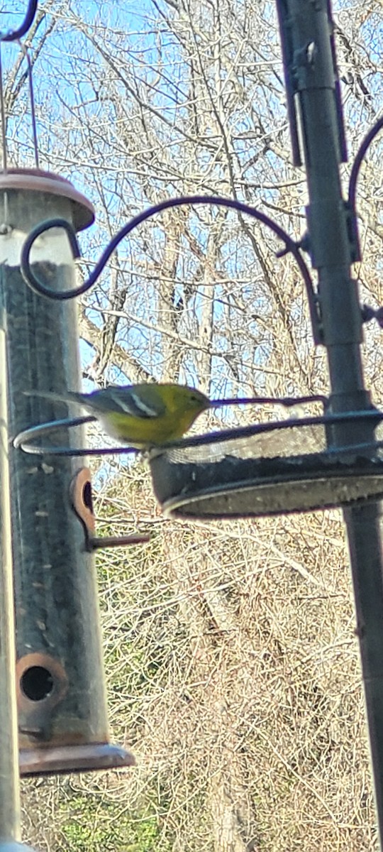 Pine Warbler - ML631611097