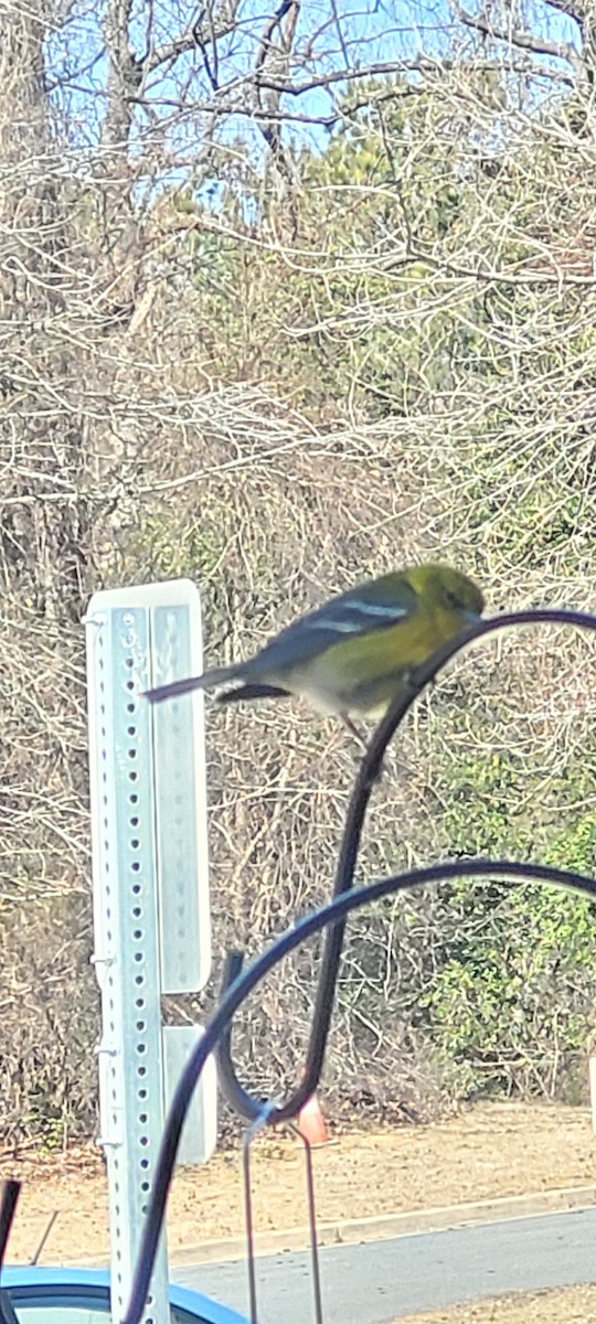 Pine Warbler - ML631611103