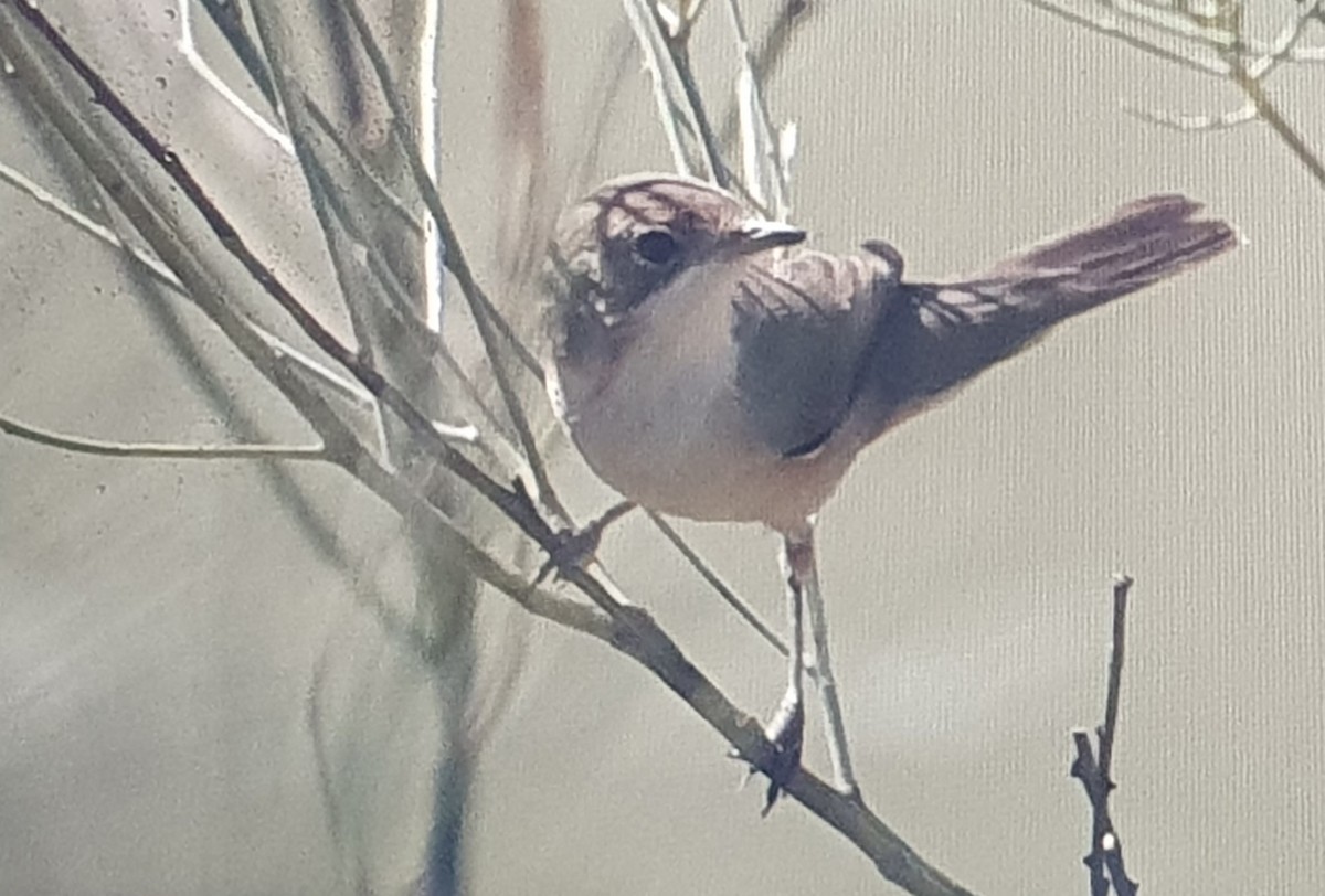 Western Subalpine Warbler - ML631611105