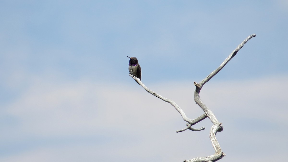 Black-chinned Hummingbird - ML63161111