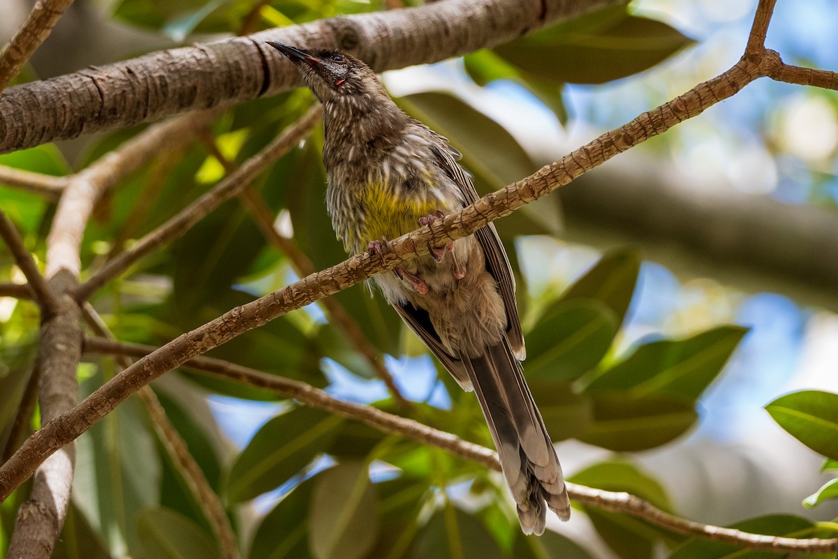 Red Wattlebird - ML631611189