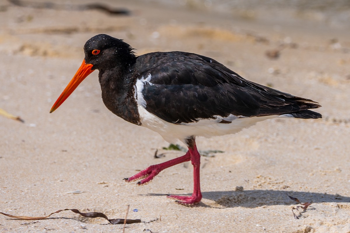Pied Oystercatcher - ML631611241