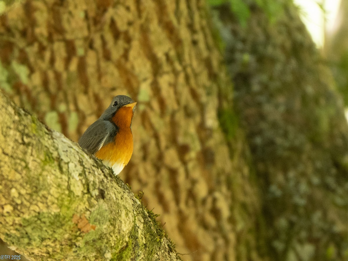 Kashmir Flycatcher - ML631611460
