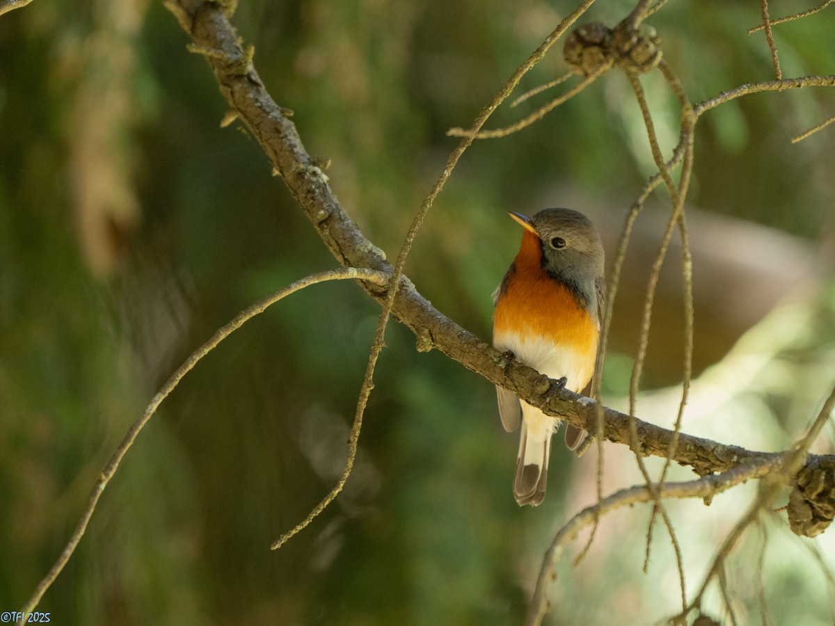 Kashmir Flycatcher - ML631611461