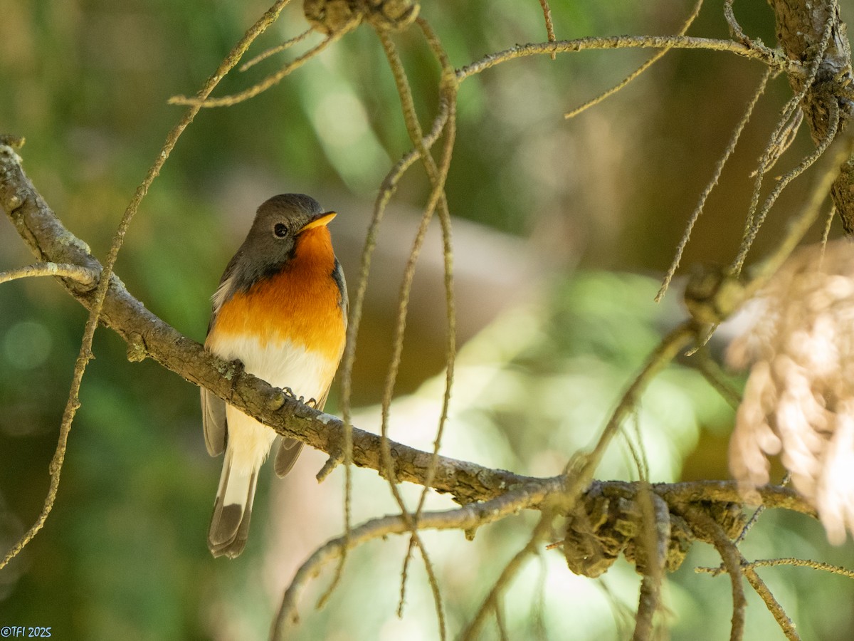 Kashmir Flycatcher - ML631611512